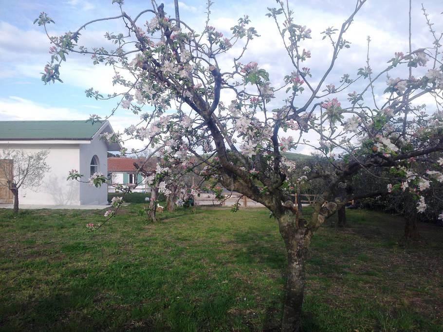 Gli Olivi Bed and Breakfast Formello Buitenkant foto